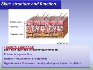 Skin: structure and function:
General Functions:
Each skin layer has its own unique function:
Epidermis = protection
Dermis = nourishment of epidermis
Hypodermis = Composed mostly of adipose tissue insulation.
 