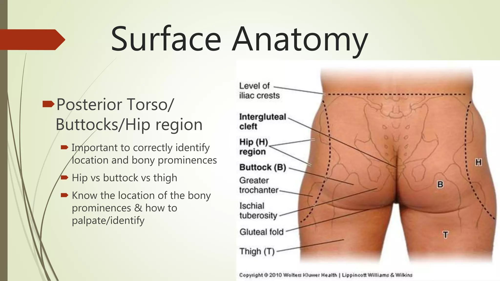 Wound documentation: anatomy & photography | PPTX