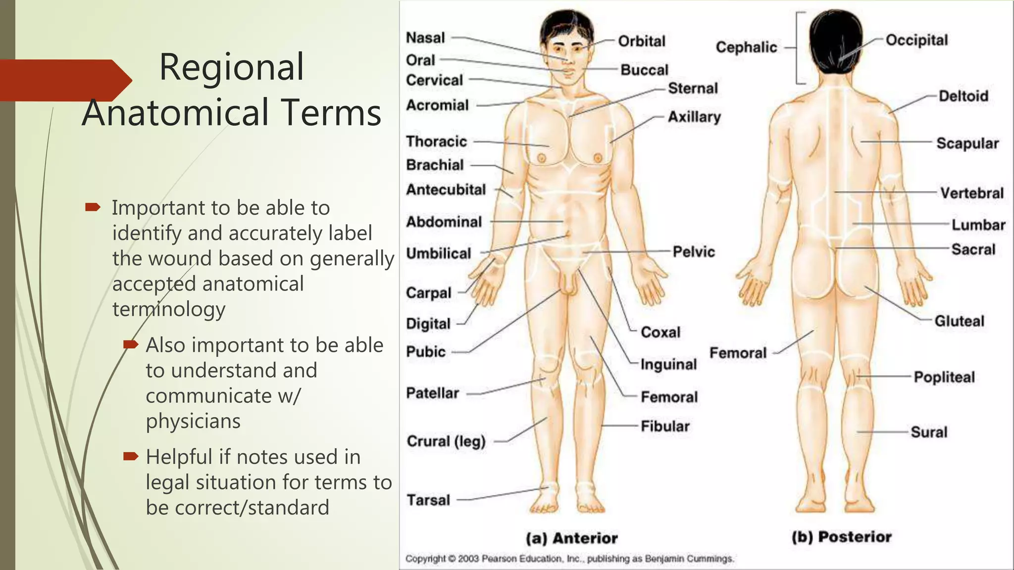 Wound documentation: anatomy & photography | PPTX
