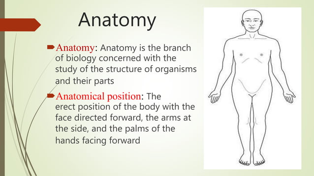 Wound documentation: anatomy & photography | PPT