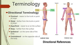 Wound documentation: anatomy & photography | PPTX