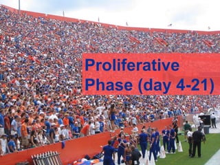 Proliferative Phase (day 4-21) 