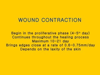 WOUND CONTRACTION Begin in the proliferative phase (4-5 th  day) Continues throughout the healing process Maximum 10-21 day Brings edges close at a rate of 0.6-0.75mm/day Depends on the laxity of the skin 