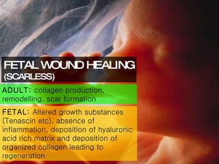 FETAL WOUND HEALING (SCARLESS) ADULT:  collagen production, remodelling, scar formation FETAL:  Altered growth substances (Tenascin etc), absence of inflammation, deposition of hyaluronic acid rich matrix and deposition of organized collagen leading to regeneration 