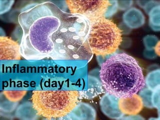 Inflammatory phase (day1-4) 