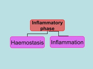 Inflammatory phase Haemostasis Inflammation 