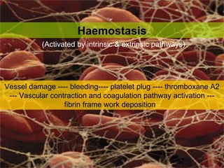 Vessel damage ---- bleeding---- platelet plug ---- thromboxane A2 --- Vascular contraction and coagulation pathway activation --- fibrin frame work deposition  Haemostasis (Activated by intrinsic & extrinsic pathways) 