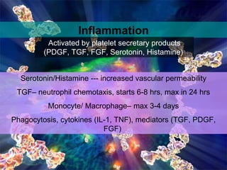 Inflammation Serotonin/Histamine --- increased vascular permeability TGF– neutrophil chemotaxis, starts 6-8 hrs, max in 24 hrs Monocyte/ Macrophage– max 3-4 days Phagocytosis, cytokines (IL-1, TNF), mediators (TGF, PDGF, FGF)  Activated by platelet secretary products (PDGF, TGF, FGF, Serotonin, Histamine)  