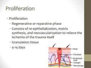 ProliferationProliferationRegenerative or reparative phaseConsists of re-epithelialization, matrix synthesis, and neovascularization to relieve the ischemia of the trauma itselfGranulation tissue4-14 days