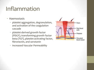 InflammationHaemostasisplatelet aggregation, degranulation, and activation of the coagulation cascadeplatelet-derived growth factor (PDGF), transforming growth factor beta (TGF), platelet-activating factor, fibronectin, and serotoninIncreased Vascular Permeability
