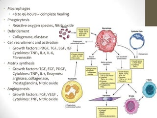 Macrophages 48 to 96 hours – complete healingPhagocytosis Reactive oxygen species, Nitric oxide Debridement Collagenase, elastase Cell recruitment and activation Growth factors: PDGF, TGF, EGF, IGF Cytokines: TNF-, IL-1, IL-6, Fibronectin Matrix synthesis Growth factors: TGF, EGF, PDGF, Cytokines: TNF-, IL-1, Enzymes: arginase, collagenase, Prostaglandins, Nitric oxide Angiogenesis Growth factors: FGF, VEGF , Cytokines: TNF, Nitric oxide 