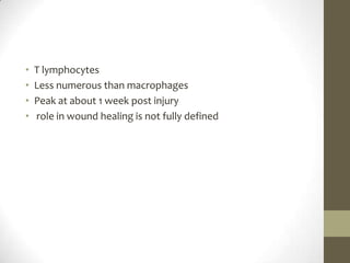 T lymphocytes Less numerous than macrophagesPeak at about 1 week post injury role in wound healing is not fully defined