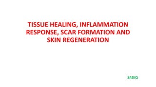 TISSUE HEALING, INFLAMMATION
RESPONSE, SCAR FORMATION AND
SKIN REGENERATION
SADIQ
 