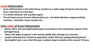 Acute Inflammation
• Acute inflammation is the initial tissue reaction to a wide range of injuries and may last
from a few hours to a few days .
• It is similar whatever the causative agent.
• The principal causes of acute inflammation are: microbial infections, hypersensitivity
reactions, chemicals, tissue necrosis etc..
Early stages of Acute Inflammation
• edema, fibrin and neutrophil polymorphs accumulate in the extracellular spaces of the
damaged tissue.
• These cells begin to appear in the wound rapidly after damage has occurred.
• usually achieving their maximum population within 48 hours, phagocytizing bacteria.
• Neutrophils have a very short life span, numbers begin to decline after around 72 hours.
 