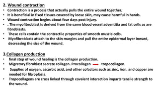 2. Wound contraction
• Contraction is a process that actually pulls the entire wound together.
• It is beneficial in fixed tissues covered by loose skin, may cause harmful in hands.
• Wound contraction begins about four days post injury.
• . The myofibroblast is derived from the same blood vessel adventitia and fat cells as are
fibroblasts.
• These cells contain the contractile properties of smooth muscle cells.
• Myofibroblasts attach to the skin margins and pull the entire epidermal layer inward,
decreasing the size of the wound.
3.Collagen production
• final step of wound healing is the collagen production.
• Migratory fibroblast secrete collagen. Procollagen tropocollagen.
• Supplies of oxygen, ascorbic acid, and other cofactors such as zinc, iron, and copper are
needed for fibroplasia.
• Tropocollagens are cross linked through covalent interaction imparts tensile strength to
the wound.
 