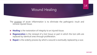 Wound Healing
The purpose of acute inflammation is to eliminate the pathogenic insult and
remove injured tissue.
 Healing is the restoration of integrity to an injured tissue.
 Regeneration is the renewal of a lost tissue or part in which the lost cells are
replaced by identical ones through proliferation.
 Repair is the orderly process by which a wound is eventually replaced by a scar.
10/27/2017
14
 