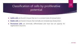 Classification of cells by proliferative
potential
 Labile cells are found in tissues that are in a constant state of renewal (skin).
 Stable cells are found in tissues that normally are renewed very slowly (liver).
 Permanent cells are terminally differentiated and have lost all capacity for
regeneration (neurons).
10/27/2017
15
 