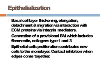 Epithelialization
Basalcelllayerthickening,elongation,
detachment&migrationviainteractionwith
ECM proteinsviaintegrin mediators.
Generationof aprovisionalBMwhichincludes
fibronectin,collagenstype1and 3
Epithelialcellsproliferationcontributesnew
cellstothemonolayer.Contactinhibitionwhen
edgescome together.
 