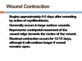 Wound Contraction
Beginsapproximately4-5 daysafterwounding
byactionofmyofibroblasts.
Generallyoccursinlargesurface wounds.
Representscentripetalmovementof the
woundedge towards thecentreof thewound.
Maximalcontractionoccursfor12-15 days,
althoughitwillcontinuelongerif wound
remains open.
 