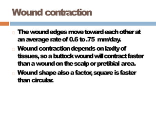 Wound contraction
Thewoundedgesmovetowardeachotherat
anaveragerateof 0.6 to.75 mm/day.
Woundcontractiondependsonlaxityof
tissues,soabuttockwoundwillcontractfaster
thanawoundonthescalporpretibial area.
Woundshapealsoafactor,squareisfaster
thancircular.
 