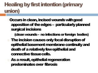 Healingbyfirstintention(primary
union)
Occursinclean,incisedwoundswithgood
appositionof theedges– particularlyplanned
surgicalincisions
(cleanwounds– noinfectionsorforeign bodies)
Theincisioncausesonlyfocaldisruptionof
epithelialbasementmembranecontinuityand
deathof arelativelyfewepithelialand
connectivetissuecells.
Asaresult,epithelialregeneration
predominatesover fibrosis
 