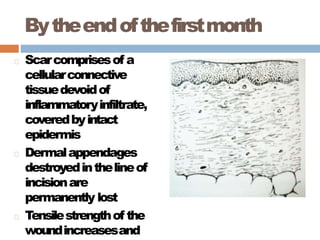 Bytheendofthefirstmonth
Scarcomprisesof a
cellularconnective
tissuedevoidof
inflammatoryinfiltrate,
coveredbyintact
epidermis
Dermalappendages
destroyedinthelineof
incisionare
permanently lost
Tensilestrengthof the
woundincreasesand
 