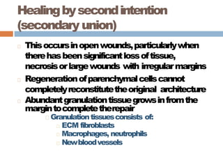 Healingbysecondintention
(secondary union)
Thisoccursinopenwounds,particularlywhen
therehasbeensignificantlossoftissue,
necrosisorlargewounds with irregularmargins
Regenerationofparenchymalcellscannot
completelyreconstitutetheoriginal architecture
Abundantgranulationtissuegrowsinfromthe
margintocompletetherepair
Granulationtissuesconsists of:
ECM fibroblasts
Macrophages, neutrophils
Newbloodvessels
 
