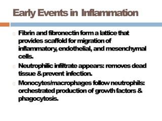 EarlyEventsin Inflammation
Fibrinandfibronectinformalatticethat
providesscaffoldformigrationof
inflammatory
,endothelial,andmesenchymal
cells.
Neutrophilicinfiltrateappears:removesdead
tissue&prevent infection.
Monocytes/macrophagesfollowneutrophils:
orchestratedproductionof growthfactors&
phagocytosis.
 