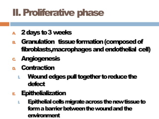 II.Proliferative phase
A. 2daysto3 weeks
B. Granulation tissueformation(composedof
fibroblasts,macrophagesandendothelial cell)
C. Angiogenesis
D. Contraction
I. Woundedgespulltogethertoreducethe
defect
E. Epithelialization
I. Epithelialcellsmigrateacrossthenewtissueto
formabarrierbetweenthewoundandthe
environment
 