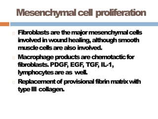Mesenchymalcell proliferation
Fibroblastsarethemajormesenchymalcells
involvedinwoundhealing,althoughsmooth
musclecellsarealsoinvolved.
Macrophageproductsarechemotacticfor
fibroblasts.PDGF
, EGF
, TGF
, IL-1,
lymphocytesareas well.
Replacementof provisionalfibrinmatrixwith
typeIII collagen.
 
