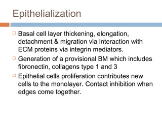 Epithelialization
 Basal cell layer thickening, elongation,
detachment & migration via interaction with
ECM proteins via integrin mediators.
 Generation of a provisional BM which includes
fibronectin, collagens type 1 and 3
 Epithelial cells proliferation contributes new
cells to the monolayer. Contact inhibition when
edges come together.
 