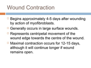 Wound Contraction
 Begins approximately 4-5 days after wounding
by action of myofibroblasts.
 Generally occurs in large surface wounds.
 Represents centripetal movement of the
wound edge towards the centre of the wound.
 Maximal contraction occurs for 12-15 days,
although it will continue longer if wound
remains open.
 