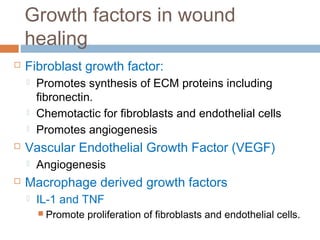Growth factors in wound
healing
 Fibroblast growth factor:
 Promotes synthesis of ECM proteins including
fibronectin.
 Chemotactic for fibroblasts and endothelial cells
 Promotes angiogenesis
 Vascular Endothelial Growth Factor (VEGF)
 Angiogenesis
 Macrophage derived growth factors
 IL-1 and TNF
 Promote proliferation of fibroblasts and endothelial cells.
 