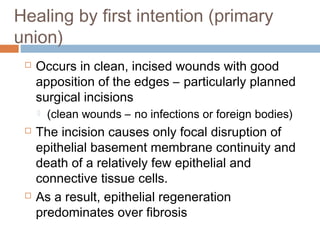 Healing by first intention (primary
union)
 Occurs in clean, incised wounds with good
apposition of the edges – particularly planned
surgical incisions
 (clean wounds – no infections or foreign bodies)
 The incision causes only focal disruption of
epithelial basement membrane continuity and
death of a relatively few epithelial and
connective tissue cells.
 As a result, epithelial regeneration
predominates over fibrosis
 
