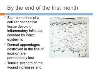 By the end of the first month
 Scar comprises of a
cellular connective
tissue devoid of
inflammatory infiltrate,
covered by intact
epidermis
 Dermal appendages
destroyed in the line of
incision are
permanently lost
 Tensile strength of the
wound increases and
 