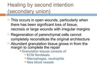 Healing by second intention
(secondary union)
 This occurs in open wounds, particularly when
there has been significant loss of tissue,
necrosis or large wounds with irregular margins
 Regeneration of parenchymal cells cannot
completely reconstitute the original architecture
 Abundant granulation tissue grows in from the
margin to complete the repair
 Granulation tissues consists of:
 ECM fibroblasts
 Macrophages, neutrophils
 New blood vessels
 