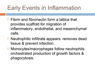 Early Events in Inflammation
 Fibrin and fibronectin form a lattice that
provides scaffold for migration of
inflammatory, endothelial, and mesenchymal
cells.
 Neutrophilic infiltrate appears: removes dead
tissue & prevent infection.
 Monocytes/macrophages follow neutrophils:
orchestrated production of growth factors &
phagocytosis.
 