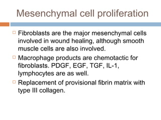 Mesenchymal cell proliferation
 Fibroblasts are the major mesenchymal cells
involved in wound healing, although smooth
muscle cells are also involved.
 Macrophage products are chemotactic for
fibroblasts. PDGF, EGF, TGF, IL-1,
lymphocytes are as well.
 Replacement of provisional fibrin matrix with
type III collagen.
 