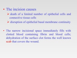 • The incision causes
 death of a limited number of epithelial cells and
connective tissue cells
 disruption of epithelial basal membrane continuity
• The narrow incisional space immediately fills with
clotted blood containing fibrin and blood cells;
dehydration of the surface clot forms the well known
scab that covers the wound.
 