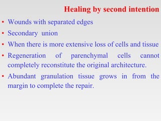 Healing by second intention
• Wounds with separated edges
• Secondary union
• When there is more extensive loss of cells and tissue
• Regeneration of parenchymal cells cannot
completely reconstitute the original architecture.
• Abundant granulation tissue grows in from the
margin to complete the repair.
 