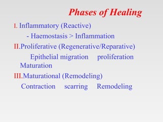 Phases of Healing
I. Inflammatory (Reactive)
- Haemostasis > Inflammation
II.Proliferative (Regenerative/Reparative)
Epithelial migration proliferation
Maturation
III.Maturational (Remodeling)
Contraction scarring Remodeling
 