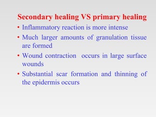Secondary healing VS primary healing
• Inflammatory reaction is more intense
• Much larger amounts of granulation tissue
a...