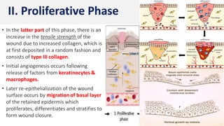 • In the latter part of this phase, there is an
increase in the tensile strength of the
wound due to increased collagen, which is
at first deposited in a random fashion and
consists of type III collagen.
• Initial angiogenesis occurs following
release of factors from keratinocytes &
macrophages.
• Later re-epithelialization of the wound
surface occurs by migration of basal layer
of the retained epidermis which
proliferates, differentiates and stratifies to
form wound closure.
II. Proliferative Phase
 