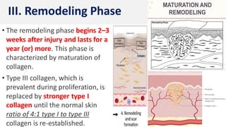11
• The remodeling phase begins 2–3
weeks after injury and lasts for a
year (or) more. This phase is
characterized by maturation of
collagen.
• Type III collagen, which is
prevalent during proliferation, is
replaced by stronger type I
collagen until the normal skin
ratio of 4:1 type I to type III
collagen is re-established.
III. Remodeling Phase
 