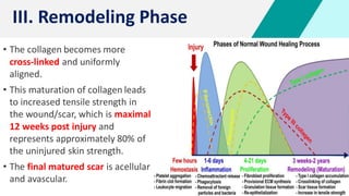 • The collagen becomes more
cross-linked and uniformly
aligned.
• This maturation of collagen leads
to increased tensile strength in
the wound/scar, which is maximal
12 weeks post injury and
represents approximately 80% of
the uninjured skin strength.
• The final matured scar is acellular
and avascular.
III. Remodeling Phase
 