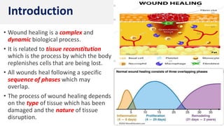 • Wound healing is a complex and
dynamic biological process.
• It is related to tissue reconstitution
which is the process by which the body
replenishes cells that are being lost.
• All wounds heal following a specific
sequence of phases which may
overlap.
• The process of wound healing depends
on the type of tissue which has been
damaged and the nature of tissue
disruption.
Introduction
 