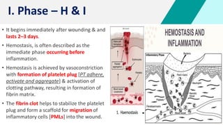 5
• It begins immediately after wounding & and
lasts 2–3 days.
• Hemostasis, is often described as the
immediate phase occurring before
inflammation.
• Hemostasis is achieved by vasoconstriction
with formation of platelet plug [PT adhere,
activate and aggregate] & activation of
clotting pathway, resulting in formation of
fibrin matrix.
• The fibrin clot helps to stabilize the platelet
plug and form a scaffold for migration of
inflammatory cells [PMLs] into the wound.
I. Phase – H & I
 