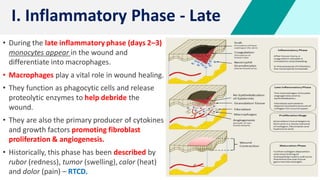 • During the late inflammatory phase (days 2–3)
monocytes appear in the wound and
differentiate into macrophages.
• Macrophages play a vital role in wound healing.
• They function as phagocytic cells and release
proteolytic enzymes to help debride the
wound.
• They are also the primary producer of cytokines
and growth factors promoting fibroblast
proliferation & angiogenesis.
• Historically, this phase has been described by
rubor (redness), tumor (swelling), calor (heat)
and dolor (pain) – RTCD.
I. Inflammatory Phase - Late
 
