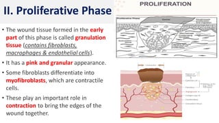 9
• The wound tissue formed in the early
part of this phase is called granulation
tissue (contains fibroblasts,
macrophages & endothelial cells).
• It has a pink and granular appearance.
• Some fibroblasts differentiate into
myofibroblasts, which are contractile
cells.
• These play an important role in
contraction to bring the edges of the
wound together.
II. Proliferative Phase
 