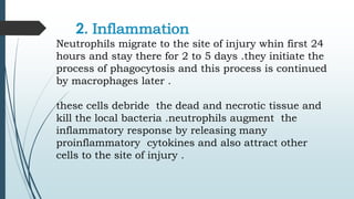 2. Inflammation
Neutrophils migrate to the site of injury whin first 24
hours and stay there for 2 to 5 days .they initiate the
process of phagocytosis and this process is continued
by macrophages later .
these cells debride the dead and necrotic tissue and
kill the local bacteria .neutrophils augment the
inflammatory response by releasing many
proinflammatory cytokines and also attract other
cells to the site of injury .
 